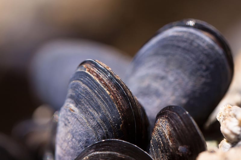 Seafood Selections